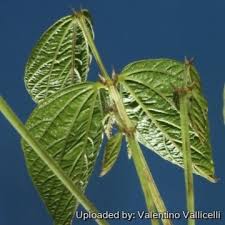 Image result for Dolichos kilimandscharicus