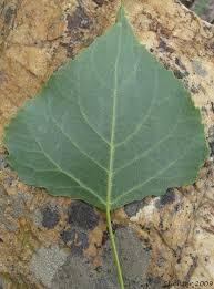 Image result for Populus deltoides