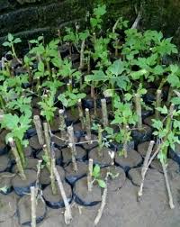 Ya, sebagaimana namanya daun ini dipercaya dapat membantu menurunkan kadar gula darah. Jual Paket 5 Bibit Tanaman Herbal Daun Insulin Banyak Manfaat Di Lapak Sentra Tani Utama Bukalapak