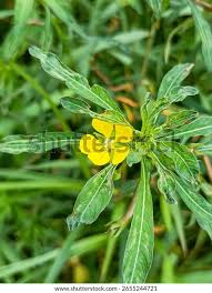 Image result for Ludwigia leptocarpa