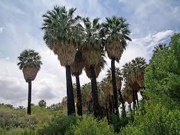Image result for Washingtonia filifera