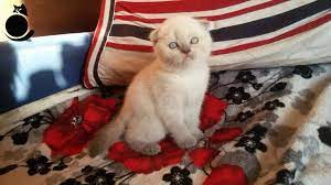 canan numan adli kullanicinin hayvanlar panosundaki pin kedi yavru kediler hayvanlar