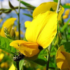 Image result for Crotalaria ochroleuca