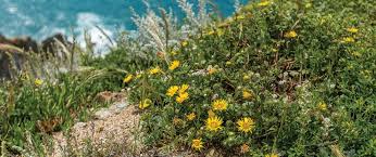 Switch up your normal routine and head to half moon bay kayak company, ca and experience something new. Coastal Wildflower Day Half Moon Bay Coastside