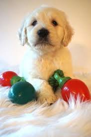 These puppies are a perfect 50/50 mix of a pure bred english cream retriever and a pure bred poodle. English Golden Doodle Puppies For Sale In Pasadena California Classified Americanlisted Com