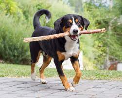 He is muscular and agile and makes a good driving, watch, guard, house or farm. Entlebucher Sennenhund Charakter Haltung Pflege Zooplus