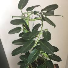 Image result for Marsdenia