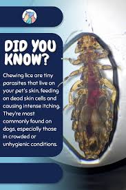 Image result for what do Mallophaga look like in dog fur