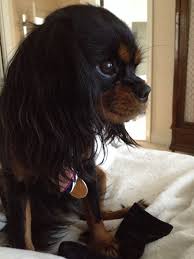 Black And Tan Cavalier With White Cuuuuutte Puppy King Spaniel Cavalier King Spaniel King Charles Cavalier Spaniel Puppy