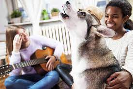 Why Do Dogs Howl To Music What Does It Mean When A Dog Howls