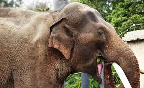 After the civet eats the coffee cherries, they undergo some fermentation in the animal's digestive tract and are then pooped out whole within about 24 hours. Elephant Poop Coffee Get It If You Can Modern Farmer