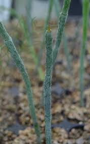 Image result for Dolichos kilimandscharicus