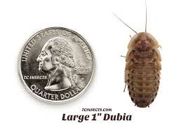 Raising Dubia Roaches For Your Chickens | Backyard Chickens - Learn How To  Raise Chickens