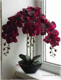 Orchids rare unique beautiful flowers images. 54 Rare Orchids Ideas Orchids Rare Orchids Beautiful Orchids