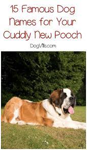 Famous dog names from those starring in movies, comics, tv, cartoons & history. 15 Famous Dog Names For Your New Puppy