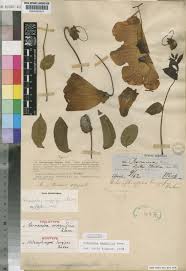 Image result for Fernandoa magnifica