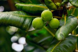 Image result for Calophyllum inophyllum