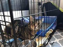 Maybe you would like to learn more about one of these? Operation Catnip Raleigh Nc Is A Great Second Chance Pet Adoptions Facebook