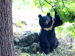 Asiatic Black Bear Range Map Bear Moving Revamped A Better Way To Reduce Conflict In The Himalayas