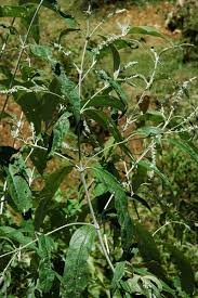 Image result for Buddleja asiatica