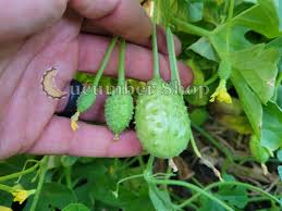 Image result for Cucumis engleri