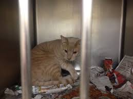 Tazewell County Animal Control Tazewell County Animal Control Cats