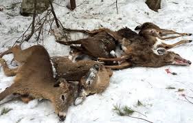 Whitetail Deer Winter Feeding Kills 12 Deer In New
