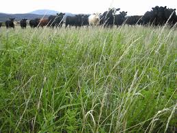 Reducing Livestock Greenhouse Gas Emissions Agriculture And Food