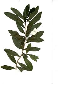 Image result for Warburgia