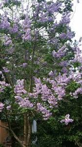 Maybe you would like to learn more about one of these? Royal Empress Tree Paulownia Tomentosa How My Garden Grows Trees To Plant Garden Trees Flowering Trees