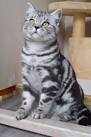 British Short Hair Silver tabby - New page