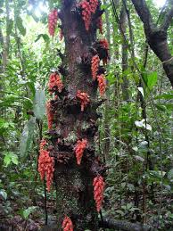 Image result for Uvaria acuminata