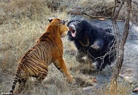 Amazing Image Of Mother Bear Defending Her Cubs From Tiger Attack Sloth Bear Tiger Facts Fierce Animals