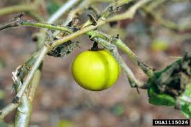 Image result for Solanum viarum