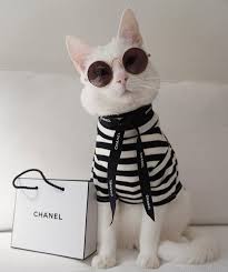 Zappathecat Re Gram From Chanelhautecouture Komik Hayvan Fotograflari Sevimli Hayvan Yavrulari Komik Hayvan