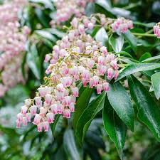 Image result for Pieris japonský obrázek