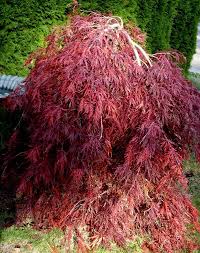 The dwarf japanese maple tree, acer palmatum atropurpureum, is the perfect small tree! Amazon Com Red Dragon Weeping Japanese Maple 3 Year Live Plant Maple Trees Garden Outdoor