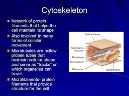 Maintains the differences in concentration of substances inside and outside the cell thus helping in their transport. Cell Structures 7 2 Animal Cell Plant Cell Ppt Video Online Download