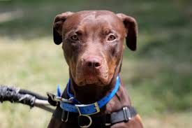 Adresse, téléphone et horaires d'ouverture. La Spa Refuge De Gennevilliers Kyara Croisee Dogue Berger Taille Moyenne Nee 07 2019 Kyara Nous Arrive Tout Juste De Fourriere Animale Et Nous Ne Connaissons Rien De Son Passe Un