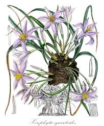 Image result for Xerophyta equisetoides