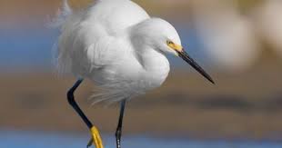 Black And White Bird Florida Snowy Egret Love This Yellow Footed Shorebird That Has Come Back From Near Extinction They Are Everywhere At Siesta Key Bird Life List Sarasota Beach Snowy