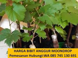 Maybe you would like to learn more about one of these? Terbaik Wa 0857 4513 0691 Tempat Jual Bibit Anggur Merah Di Jatim Magelang In 2021 Bandung Surabaya Makassar