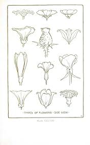 Botanical Flower Flower Line Drawings Dessin Fleur Comment Dessiner Une Fleur Dessin Plante