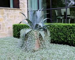 Landscape maintenance water management tree care management enhancement services landscape construction native plantsalvage. Agave Dicondra Moss Landscaping