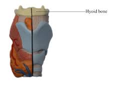 Image result for Hyoid Bone