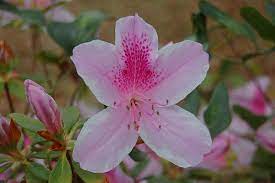 Azalea Toxic Plants For Cats Backyard Plants Azalea Flower