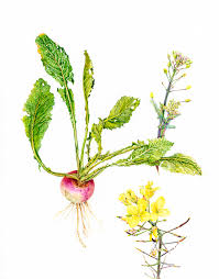 Image result for Brassica rapa