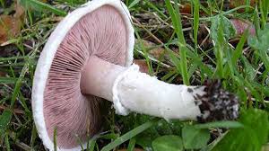 متنوعة الفطر ، الفطر الفطر ، الفطر, الغذاء, اللون, الفطر حساء png. Ø§Ù„ÙÙ‚Ø¹ Ø§Ùˆ Ø§Ù„ÙØ·Ø± Ù…Ø§ Ø³Ø± Ø§Ø±ØªØ¨Ø§Ø·Ù‡ Ø¨Ø§Ù„Ù…Ø·Ø± ÙˆÙ…Ø§ Ù‡ÙŠ ÙÙˆØ§Ø¦Ø¯Ù‡ Ø±Ø§Ù… Ø§Ù„Ù„Ù‡