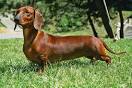 Goodwood European Standard Smooth Dachshunds Portland Oregon