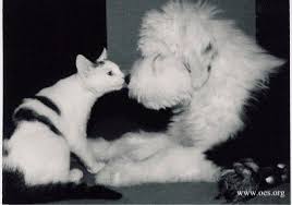 Black And White English Sheepdog Black And White Photo Of A Black And White Cat Nose To Nose With A Black And White Old English Old English Sheepdog Puppy Old English Sheepdog English Sheepdog